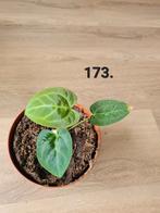 Anthurium forgetti, zeldzame kamerplant, Huis en Inrichting, Kamerplanten, Ophalen of Verzenden, Overige soorten, Halfschaduw
