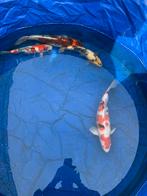 4x echte Japanse koi te koop 35~50 cm, Dieren en Toebehoren, Karper of Koi
