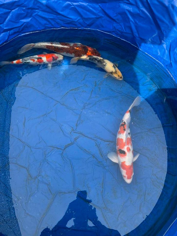 4x echte Japanse koi te koop 35~50 cm, Dieren en Toebehoren, Vissen | Vijvervissen, Karper of Koi