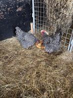 Noordhollandseblauwen kippen, Dieren en Toebehoren, Pluimvee, Vrouwelijk, Kip