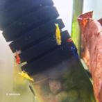 Neocaridina-garnalen mix (culls / uitgeselecteerd), Kreeft, Krab of Garnaal, Zoetwatervis, Schoolvis