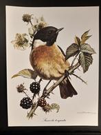 Roodborsttapuit - getekend Carl Brenders Wildlife Art, 1960 tot 1980, Gebruikt, Verzenden, Dier