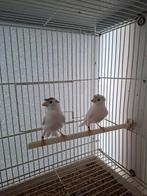 Vogels kanarie, Dieren en Toebehoren, Vogels | Kanaries, Meerdere dieren, Kleurkanarie