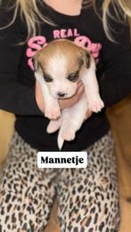 Puppy’s, Dieren en Toebehoren, Honden | Jack Russells en Terriërs, Overige rassen, 8 tot 15 weken, Meerdere, Meerdere dieren