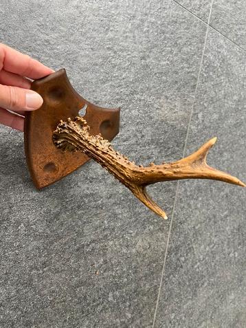 Gewei op koperen schild reeën gewei reestang  beschikbaar voor biedingen