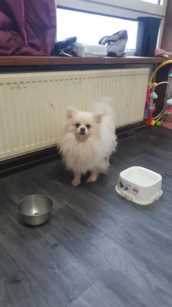 Pomeriaan, Dieren en Toebehoren, Honden | Dekreuen, Reu, Particulier, Eén hond, Buitenland, 1 tot 2 jaar, CDV (hondenziekte), HCC (leverziekte)