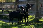 Nubische bok, Dieren en Toebehoren, Schapen, Geiten en Varkens, Mannelijk, Geit