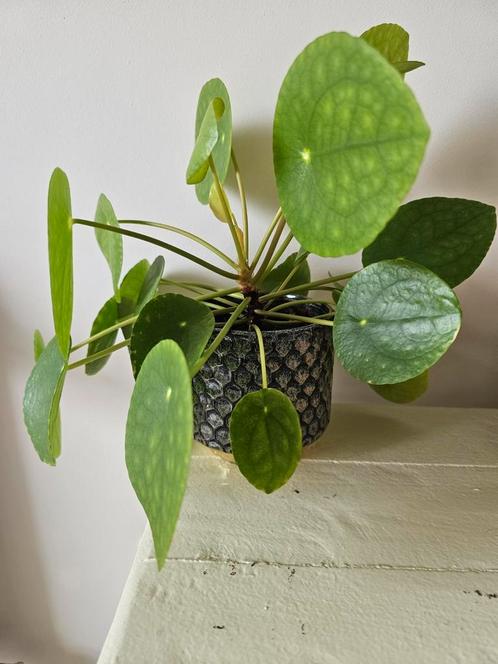 Pannekoekplantje inclusief pot, Huis en Inrichting, Kamerplanten, Overige soorten, Minder dan 100 cm, Ophalen
