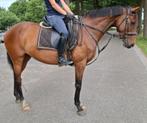 Brave 6 jr allrounder1,61 mtr(recreatie-manege-sport), Merrie, B, Gechipt, 3 tot 6 jaar