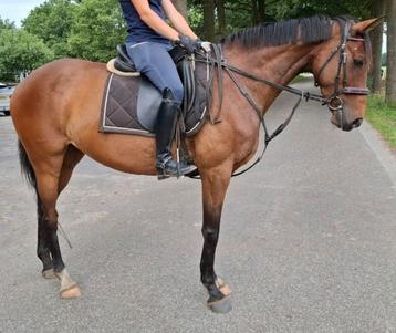 Brave 6 jr allrounder1,61 mtr(recreatie-manege-sport) beschikbaar voor biedingen