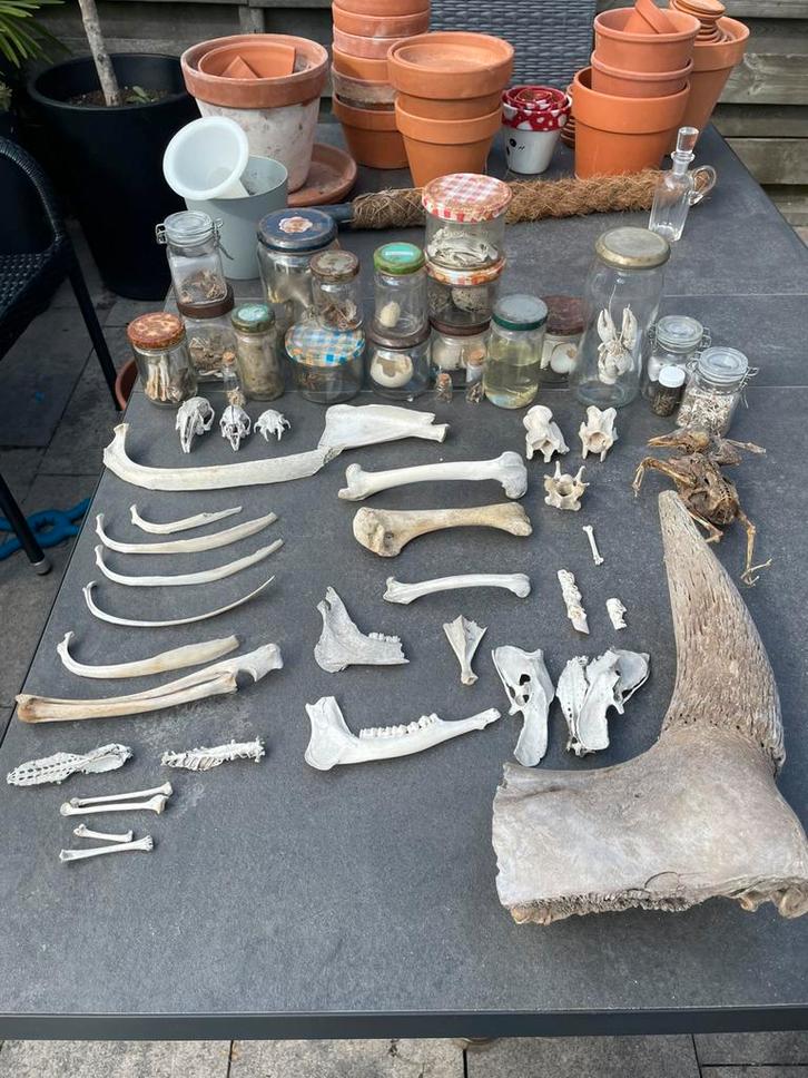 curiosa; botten, schedels, eieren, gedroogde insecten, etc, Antiek en Kunst, Curiosa en Brocante, Ophalen