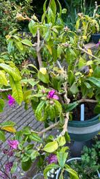 Pareskia Grandifolia ( kuipplant), Ophalen, Zomer, Volle zon