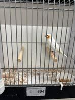 Bandvinken INO wit oranjeband koppels met split poppen, Dieren en Toebehoren, Meerdere dieren, Tropenvogel, Geringd