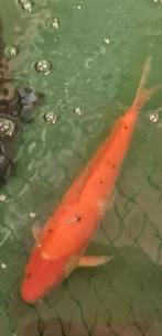 Koi's, Dieren en Toebehoren, Vissen | Vijvervissen, Karper of Koi