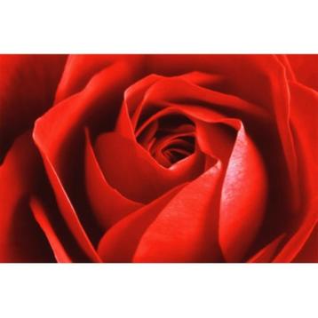Red Rose grote kaart bij Stichting Superwens! beschikbaar voor biedingen