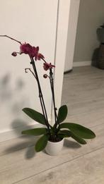 Orchidieen, Huis en Inrichting, Kamerplanten, Ophalen