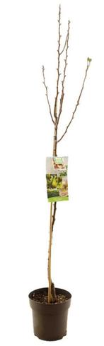 Conference perenboom, laagstam, 6 stuks, fruitboom perenboom, Ophalen, Volle zon