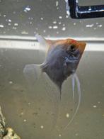 5 maanvissen, Dieren en Toebehoren, Vissen | Aquariumvissen, Vis, Zoetwatervis