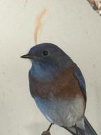 Siala mexicana man broed 2025, Dieren en Toebehoren, Vogels | Overige Vogels, Mannelijk, Geringd