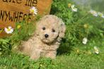 Poedel pups keuze uit 3 nestjes, Dieren en Toebehoren, Honden | Chihuahua's en Gezelschapshonden, Poedel, België, 15 weken tot 1 jaar