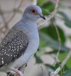 Diamantduif, Dieren en Toebehoren, Vogels | Overige Vogels, Meerdere dieren
