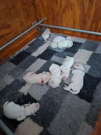 Prachtige nest lichte golden retriever pups, Dieren en Toebehoren, Golden retriever, 8 tot 15 weken, CDV (hondenziekte), Meerdere