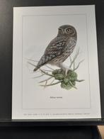 Steenuil - Buzin - prent kunst afmeting 18 x 24 cm, Verzenden, 1980 tot heden, Zo goed als nieuw, Dier