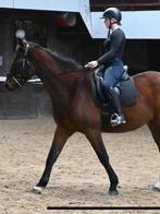 Lease paard bijrijdpaard aangeboden leaser gezocht, Dieren en Toebehoren, Ophalen of Verzenden