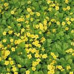 Bodembedekker, waldsteinia gele bloemen, Ophalen, Bodembedekkers, Halfschaduw