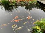 Koi Karpers, Dieren en Toebehoren, Vissen | Vijvervissen, Karper of Koi