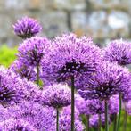Zaden Allium purple sensation, Ophalen of Verzenden, Voorjaar, Volle zon, Zaad
