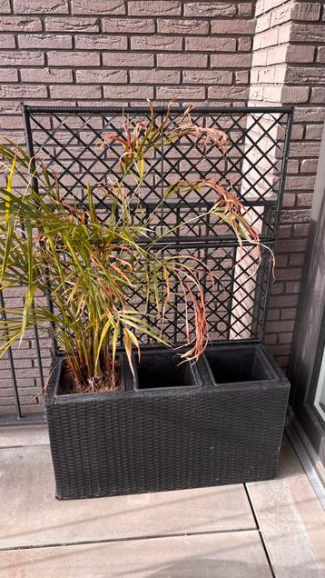 Plantenbox 3 planten rieten beschikbaar voor biedingen