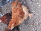 4 kriel kippen en 1 haan., Dieren en Toebehoren, Pluimvee