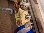 Rats/ratten husky, Dieren en Toebehoren, Knaagdieren, Oktober, Meerdere dieren, Rat