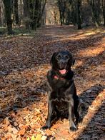Herplaatsing labrador Guus, Dieren en Toebehoren, 6 jaar of ouder, Rabiës (hondsdolheid), Reu, Labrador retriever