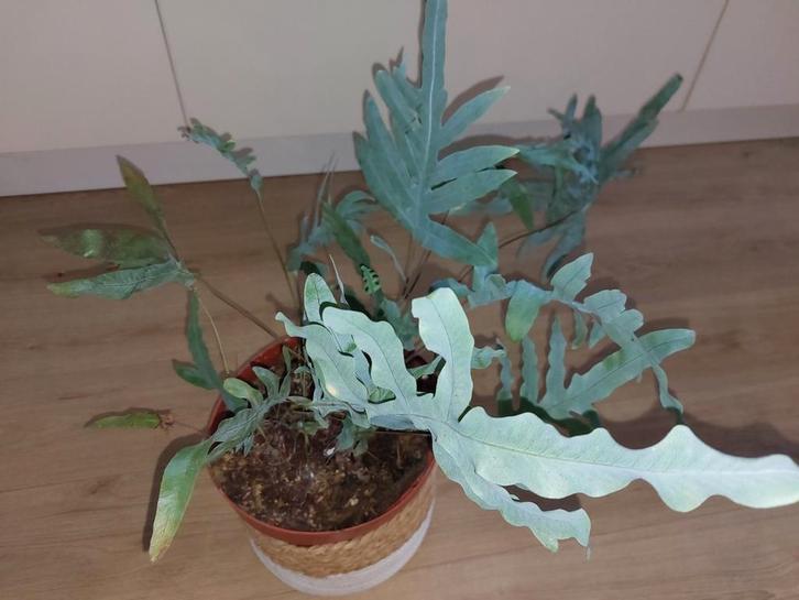 Mooie zinkvaren/blauw varen Phlebodium aureum, Huis en Inrichting, Kamerplanten, Minder dan 100 cm, Halfschaduw, Ophalen