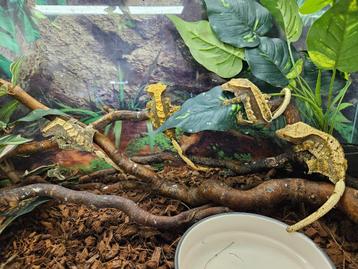 Correlophus ciliatus Wimpergekko's beschikbaar voor biedingen