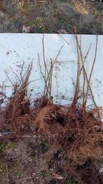 Noorse Esdoorn. acer platanoide. wortelgoed., Ophalen of Verzenden, Bloeit niet, Overige soorten, Halfschaduw