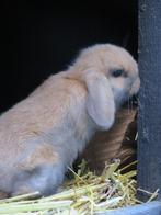 Te koop, Mooie en superlieve nederlandse hangoor dwergen nhd, Dieren en Toebehoren, Meerdere dieren, Dwerg, Hangoor, 0 tot 2 jaar