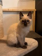 Balinees kittens ter adoptie, siamees langhaar hypoallergeen, Meerdere dieren