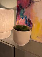 Bananenplantje musa, Ophalen, Halfschaduw, Minder dan 100 cm