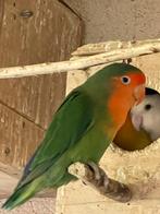 Lieve Agapornis Dwergpapegaai Fischerie Roseicolle Personata, Meerdere dieren, Dwergpapegaai of Agapornis