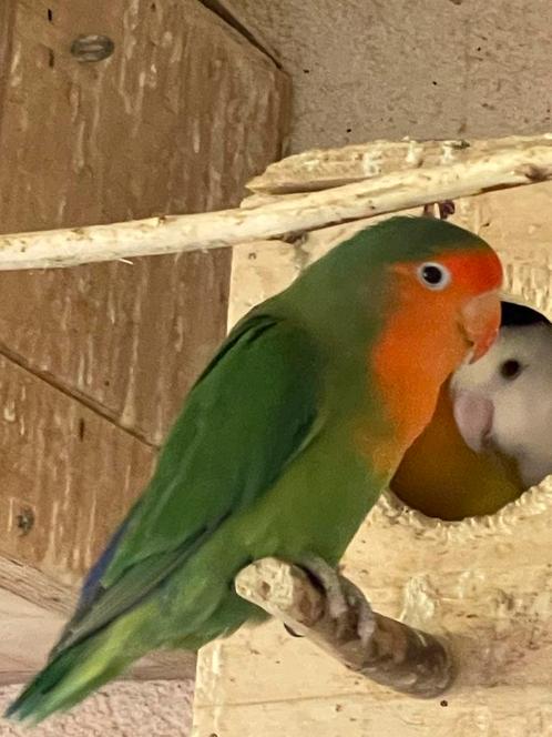 Lieve Agapornis Dwergpapegaai Fischerie Roseicolle Personata, Dieren en Toebehoren, Vogels | Parkieten en Papegaaien, Dwergpapegaai of Agapornis