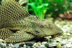 groot wordende meerval gratis af te halen  vis worrdt80cm, Dieren en Toebehoren, Vis, Zoetwatervis