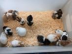 Goudhamster, Dieren en Toebehoren, Knaagdieren, Hamster, Augustus, Meerdere dieren, Tam