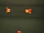 Koi snake skin guppy man, Vis, Zoetwatervis, Schoolvis