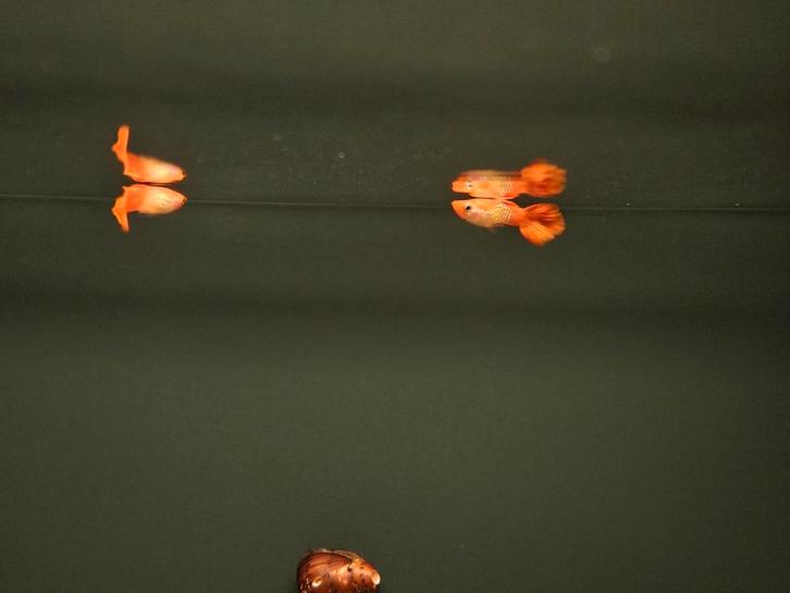 Koi snake skin guppy man, Dieren en Toebehoren, Vissen | Aquariumvissen, Zoetwatervis, Vis, Schoolvis