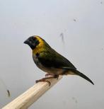 Kleine Cubavinken, Dieren en Toebehoren, Meerdere dieren, Tropenvogel