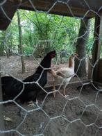 Maleier hen en cemani shamo haan, Dieren en Toebehoren, Pluimvee, Meerdere dieren, Kip