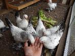 Sabelpoot kriel kipjes., Dieren en Toebehoren, Vrouwelijk, Kip